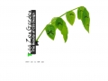 Zen Stem