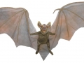 brown-hanging-vampire-bat