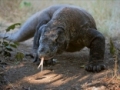 komodo-dragon