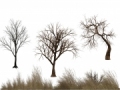 plants